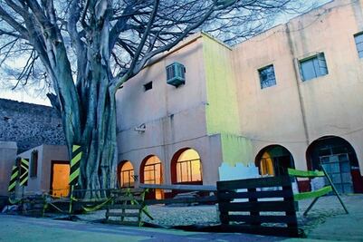Agoniza laurel de la India en museo citadino 