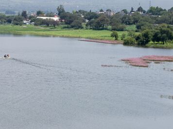 Sedea estima producir 100 ton de peces