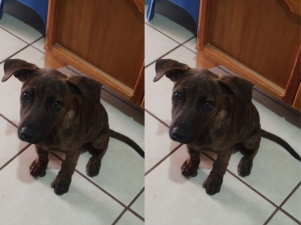 El perrito Fergus busca un hogar en Querétaro