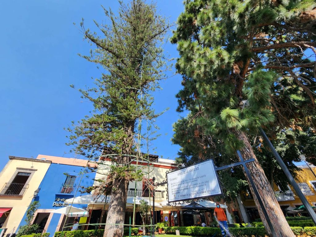 Salvan de plaga al Árbol de la Amistad