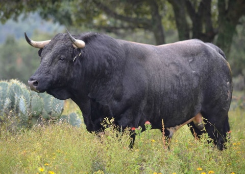 Bien cuidados los astados en Juriquilla