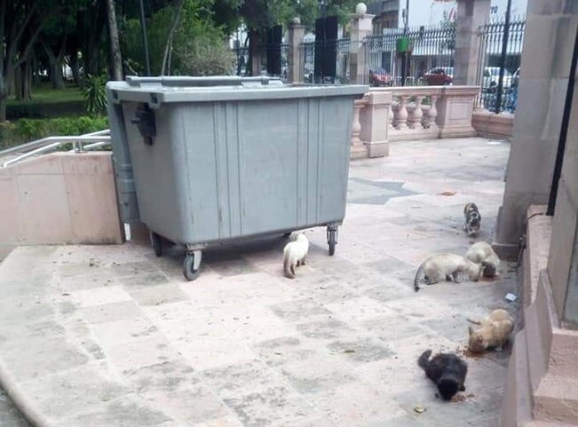 Esterilizan 60 gatos de la Alameda Hidalgo