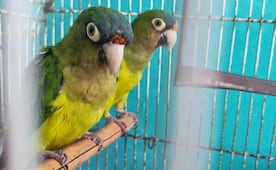 Profepa asegura 10 loros y pericos en visitas de inspección