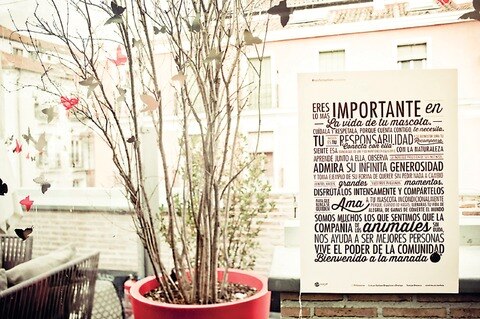 Comunidad virtual para mascotas