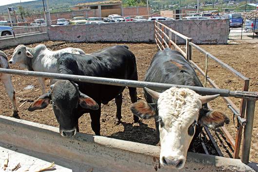 Trabajarán en programa para reducir el robo de ganado