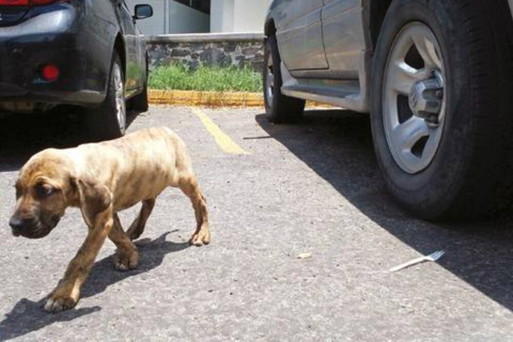 Anuncian foro vs maltrato animal