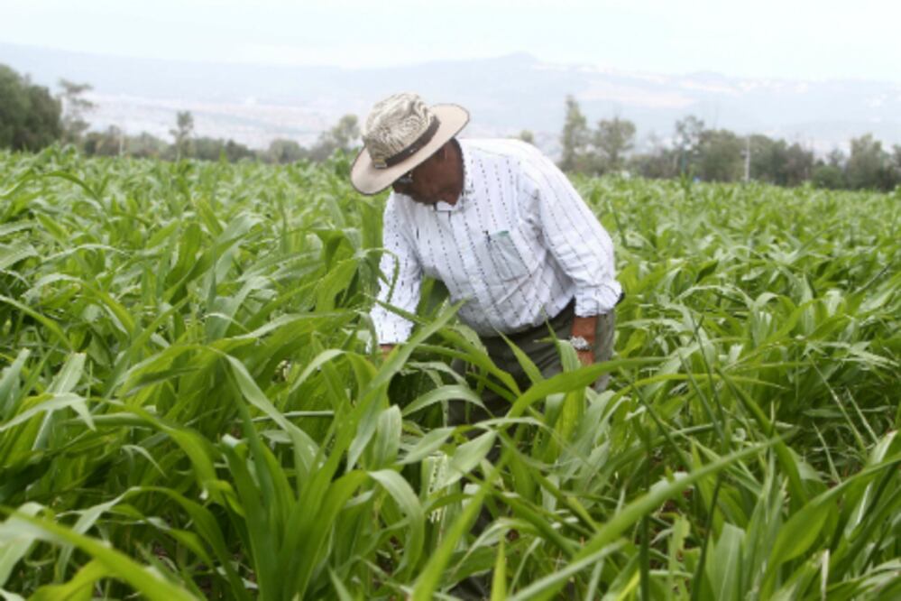 Sólo 33% de maíz se comercializa bajo contrato