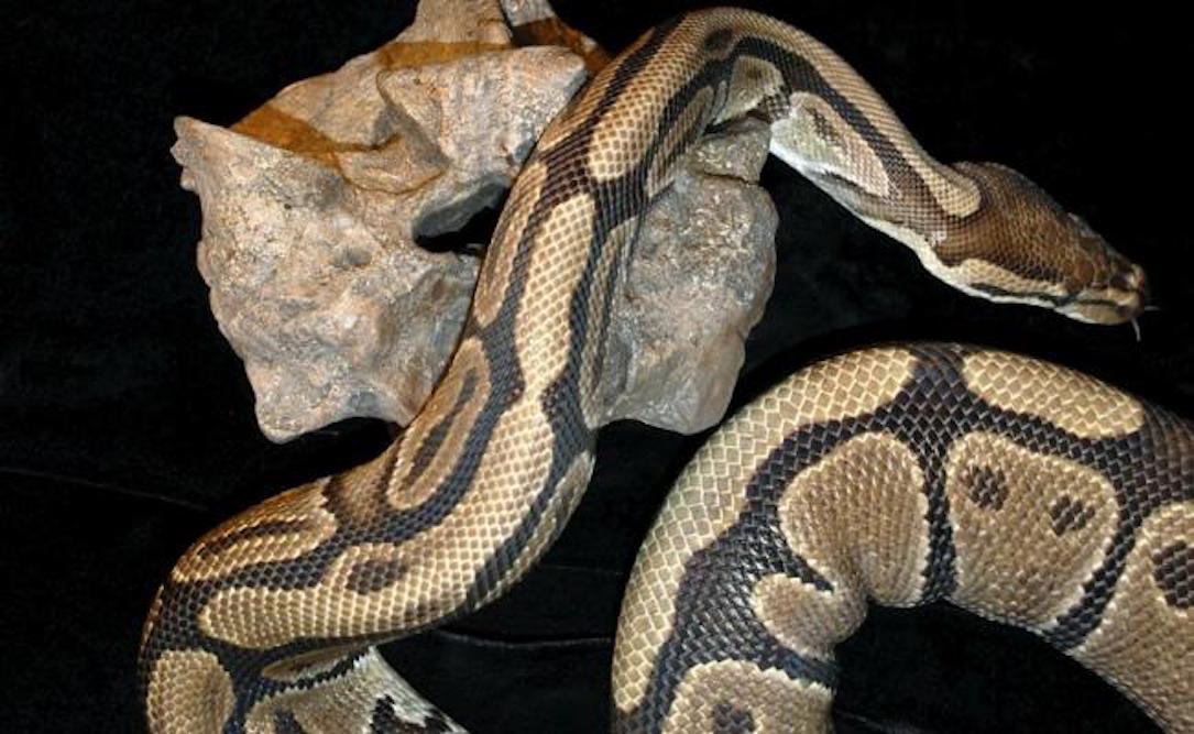 El primer embrión fósil de serpiente replantea cómo evolucionaron