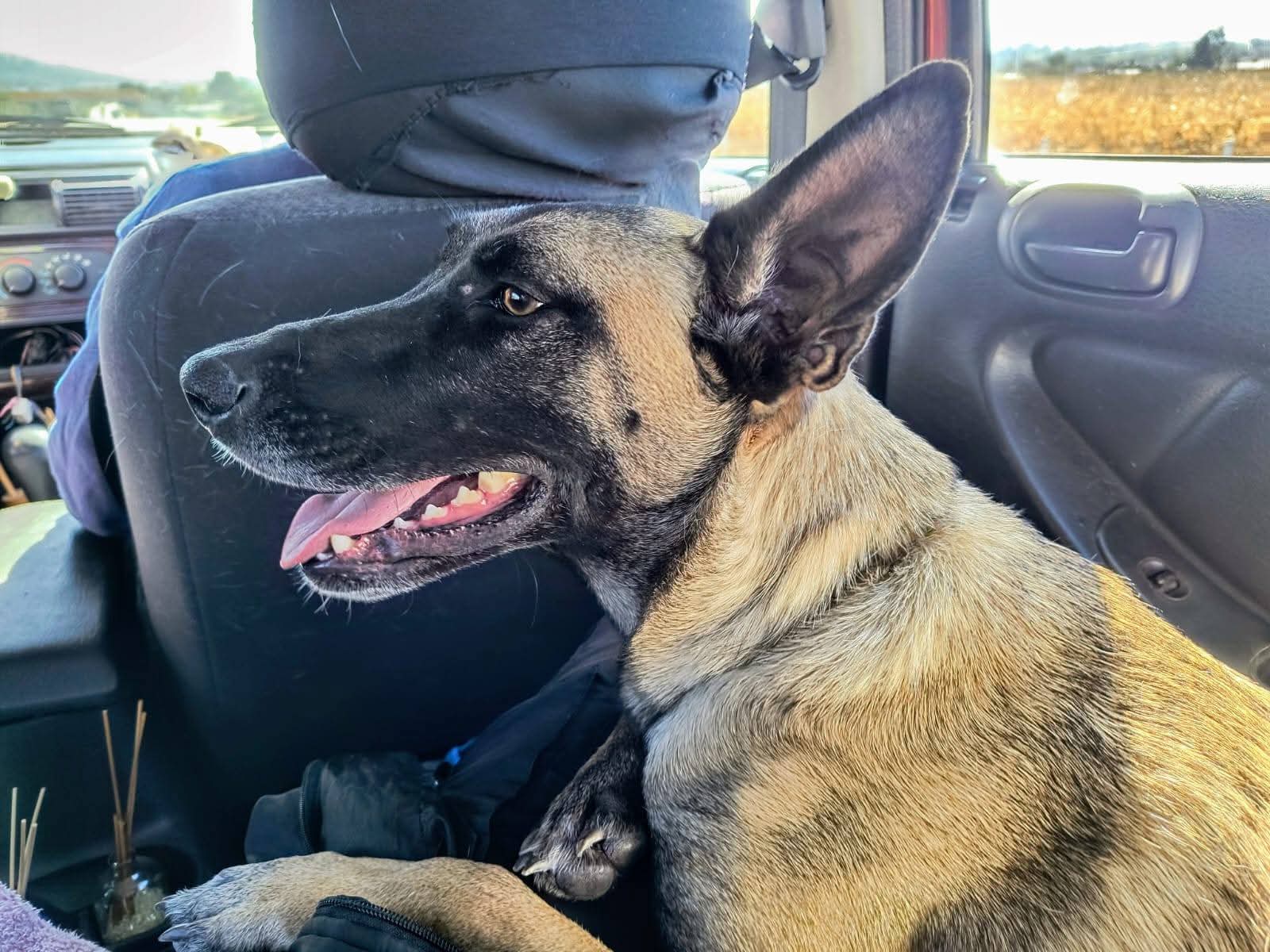 Buscan a la perrita Dakota en Querétaro; fue vista por última vez el 8 de julio