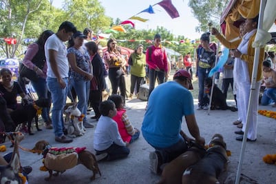 Kukur Tihar, ritual para bendecir a perros y gatos 
