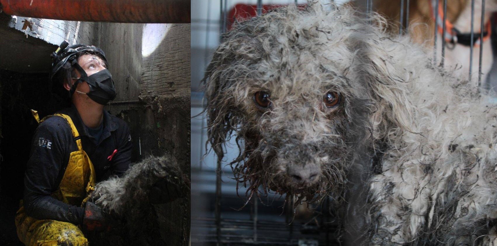 Vuelve a nacer. Rescatan del drenaje a perrito