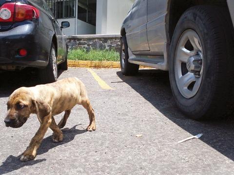 Multa de mil 500 salarios mínimos