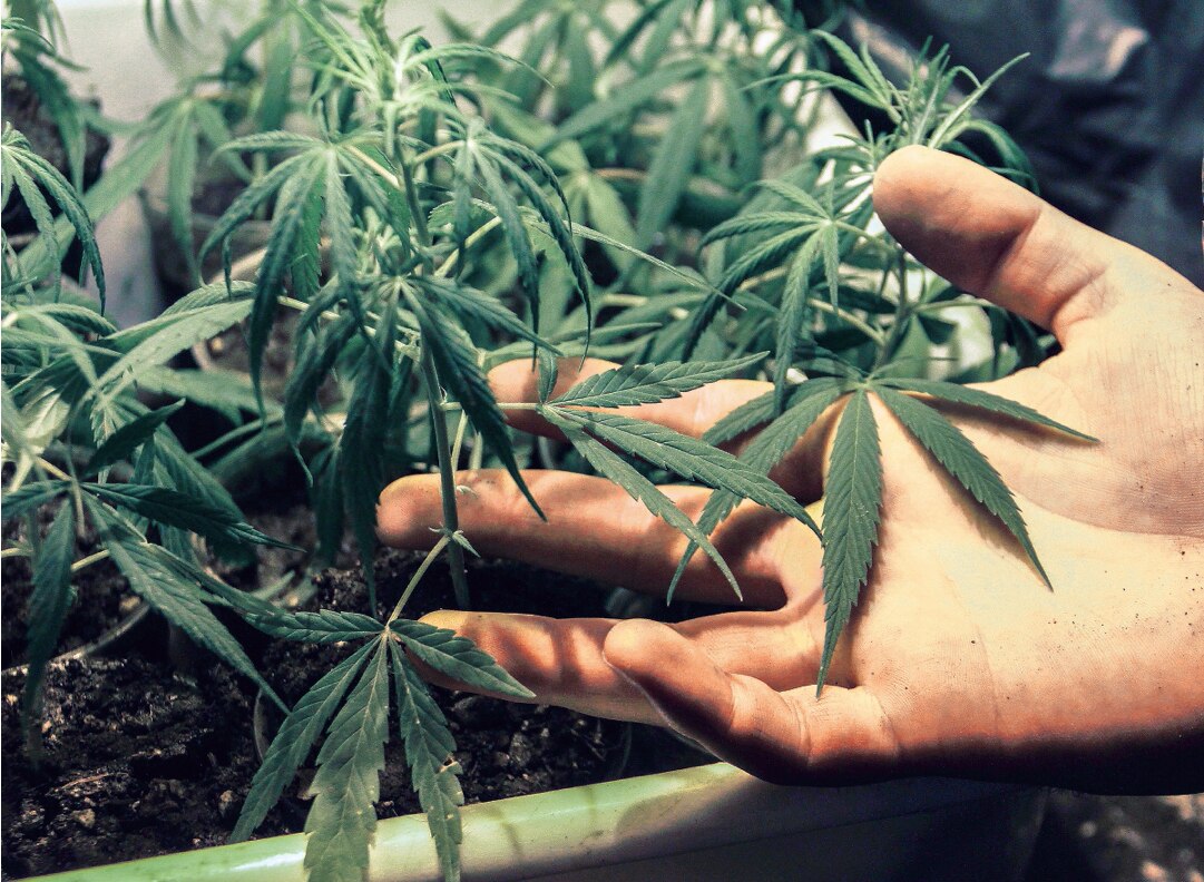 Instituto para regular marihuana, listo en 2022