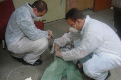 Forense, testigo de macabras historias