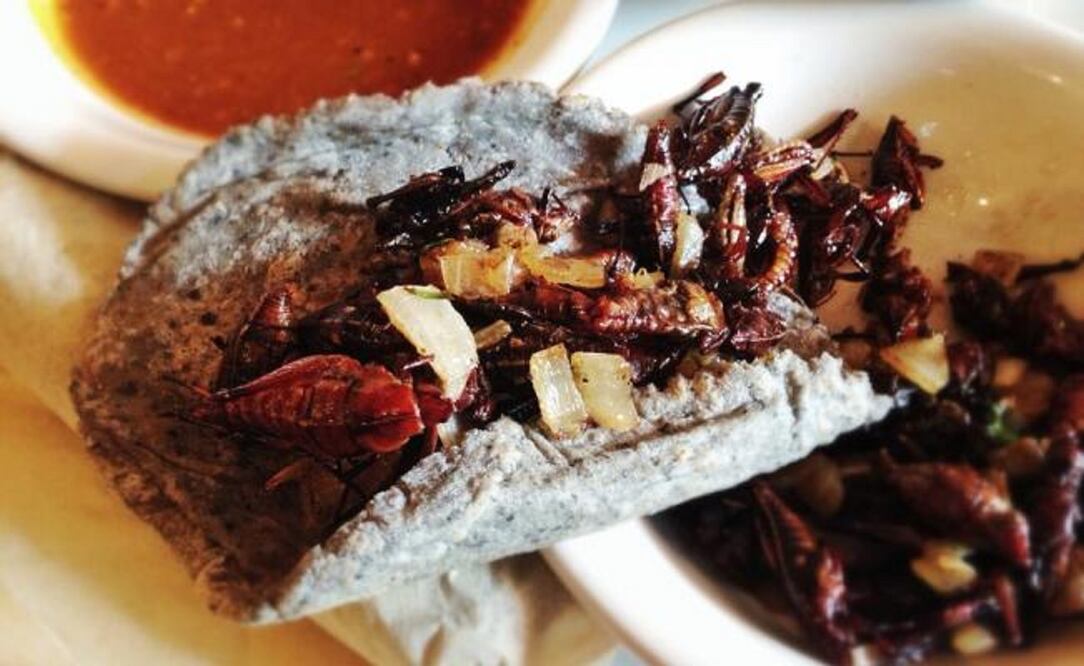 Los insectos brindan importantes beneficios para la salud. (Fotos: Flickr)