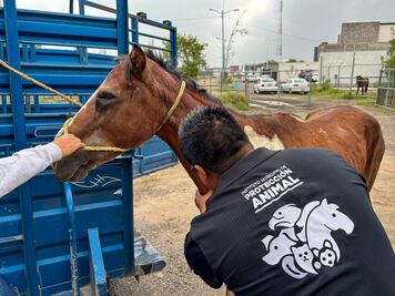 Auxilian a un caballo que fue atacado por abejas en El Marqués