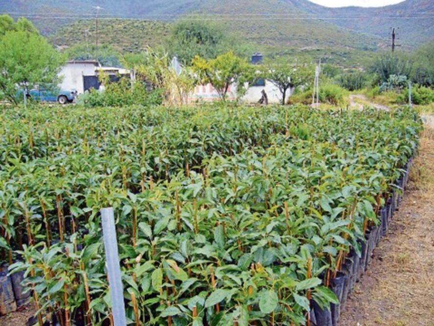 Pretenden rescate de huertas de El Pueblito