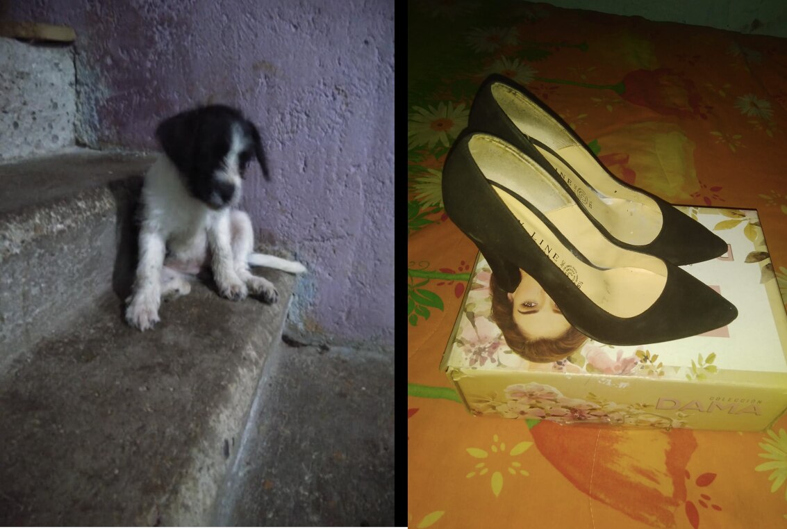 Rescatista intercambia zapatos por bultos de alimento para perros