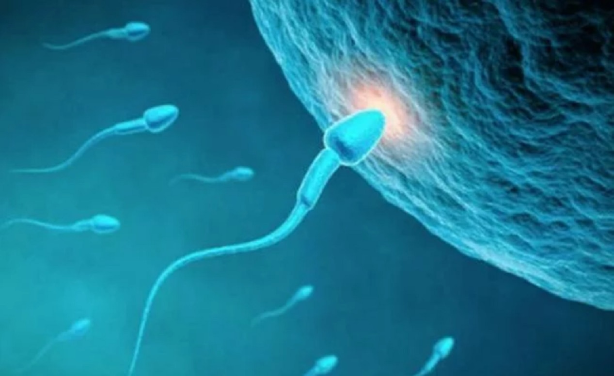 La alimentación impacta en la fertilidad masculina
