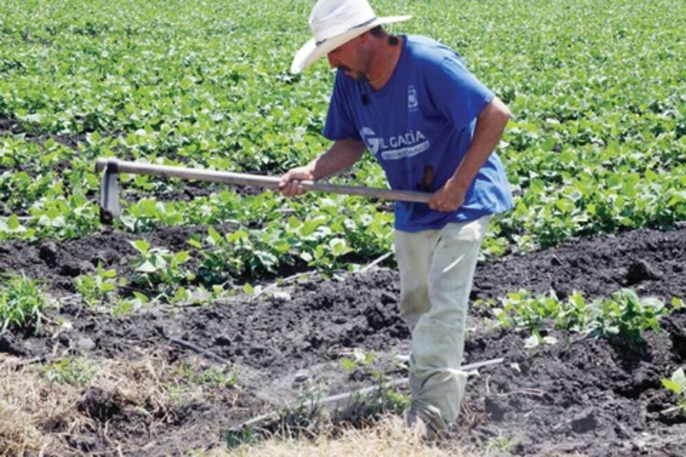 Afectadas, más de 3 mil ha de siembra 