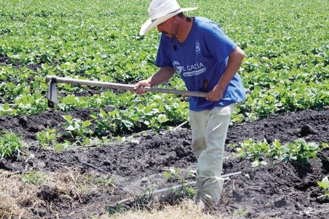 Afectadas, más de 3 mil ha de siembra