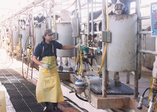 Descartan subir precio de compra a lecheros