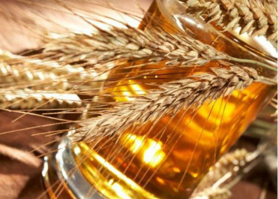 Cebada: alternativa de cultivo