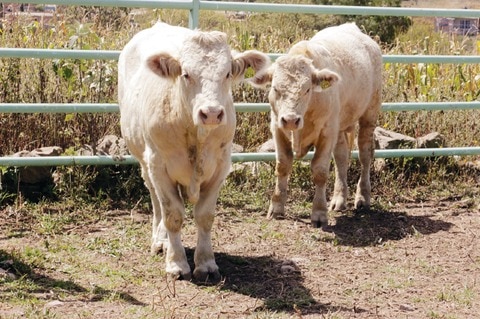  Secretaría de Salud vigila rastros 