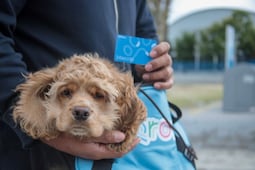 Entregan 300 tarjetas de QroBus para mascotas