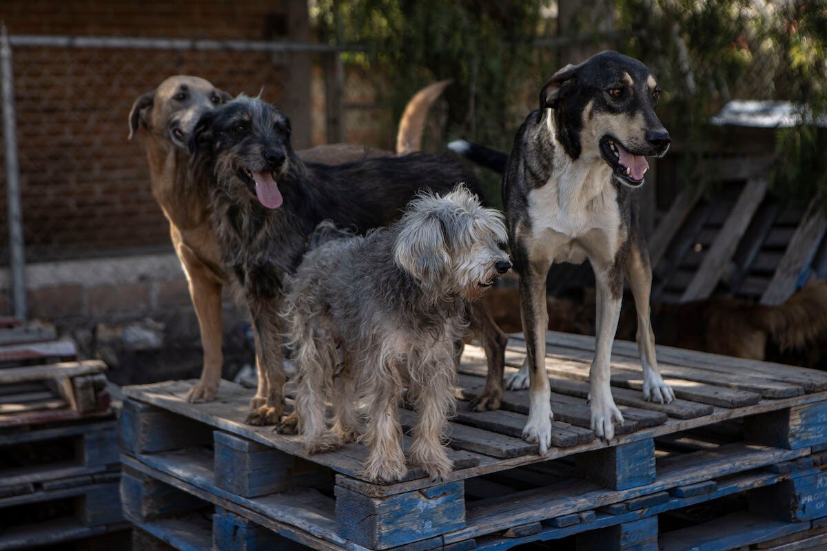 Piden restringir la venta de mascotas  