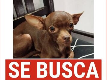 Buscan a Chispa, una perrita chihuahua extraviada en Querétaro