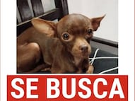 Buscan a Chispa, una perrita chihuahua extraviada en Querétaro