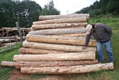 Avanza  combate  a gusano en sierra