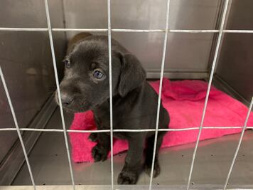 Protectores de animales piden cumplir legislación