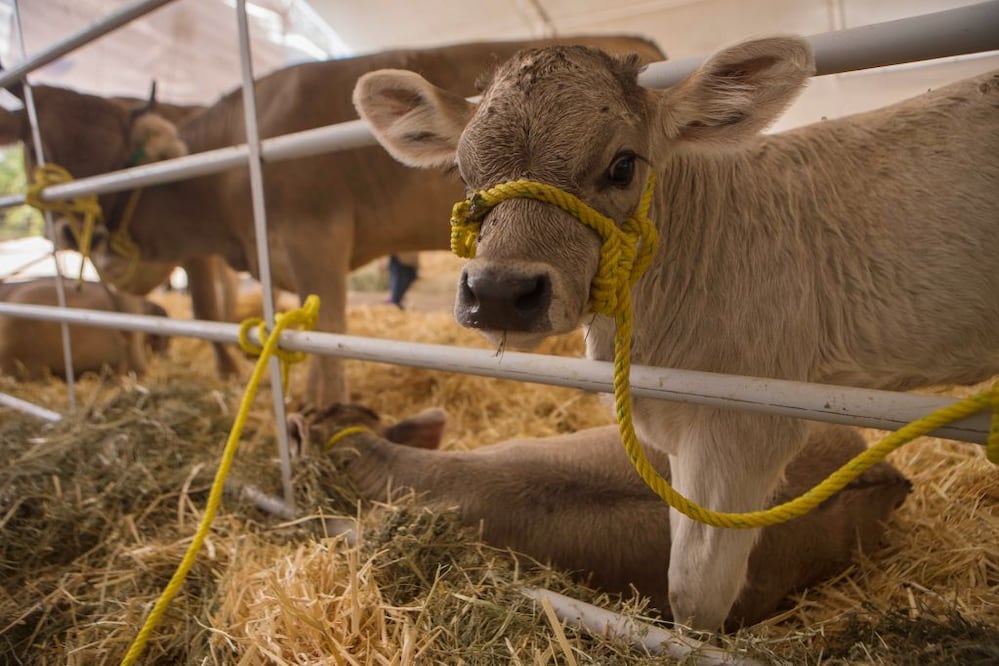 FOTO. ARCHIVO EL UNIVERSAL