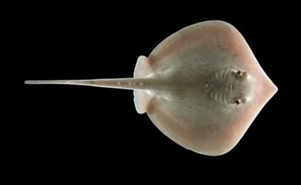 Petróleo dañó el sistema sensorial de las rayas