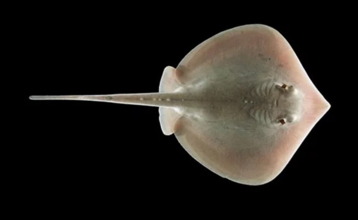 Petróleo dañó el sistema sensorial de las rayas