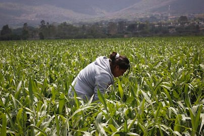 Desarrollan proyecto satelital para el agro 