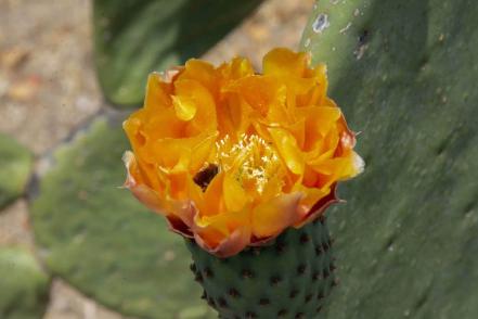 Bióloga advierte sobre riesgos de los jardines de polinización en Querétaro