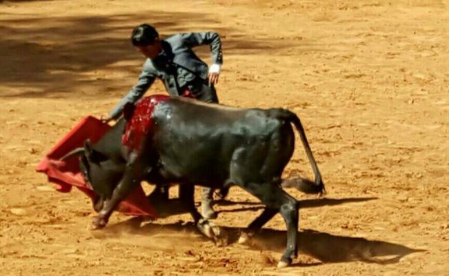Una de las metas de Emiliano, quien cuenta con 12 años de vida, es viajar España para conocer más sobre el arte de la tauromaquia (CORTESÍA)