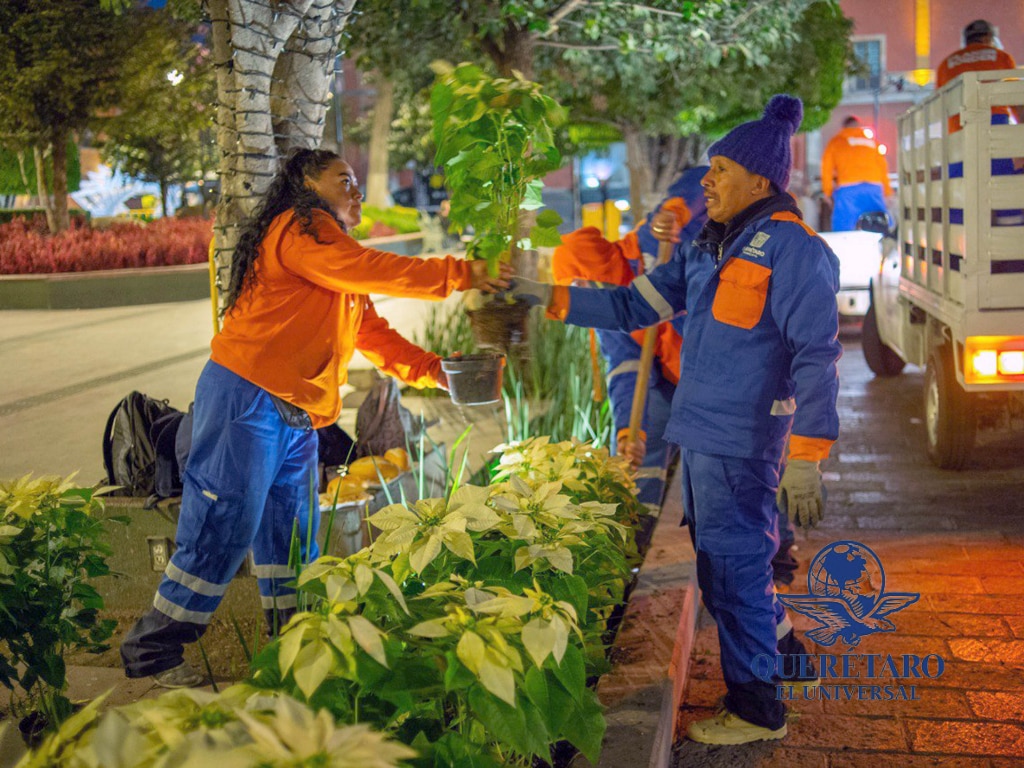 Nochebuenas iluminan el corazón de la capital de Querétaro