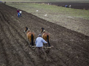 Temen caída en precio de maíz 