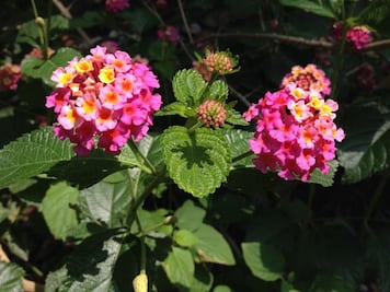 Universitarios encuentran en arbusto remedio contra parásitos