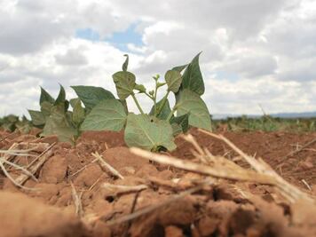 Siniestradas 3 mil hectáreas de siembra
