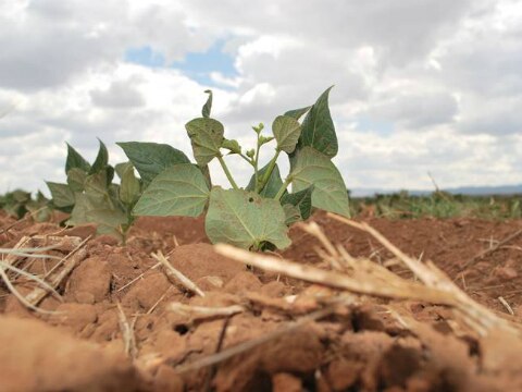 Siniestradas 3 mil hectáreas de siembra
