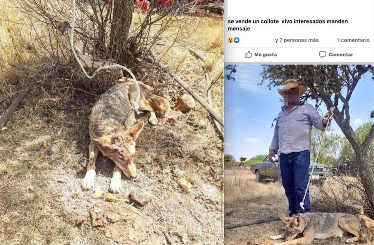 Venden un coyote vivo en Querétaro; lo anunciaron en redes sociales