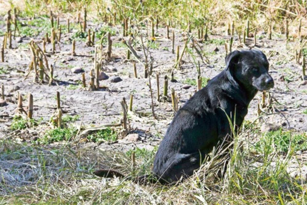 Más de 60 mil perros callejeros en SJR