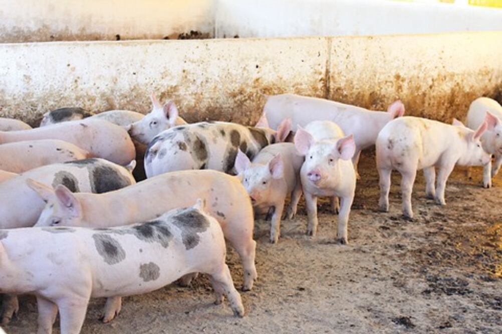 Sector porcícola prevé crecimiento de 30%