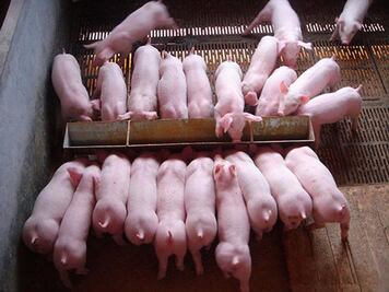 Crisis sanitaria en China eleva costos de carne porcina 