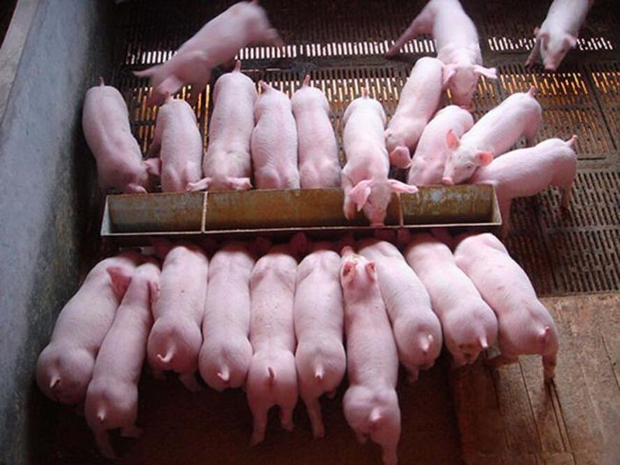 Foto: Archivo. El Universal